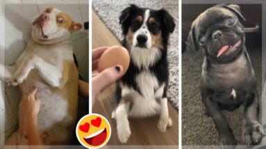 Cutest Doggos Doing Funny Things ~ Funniest Puppies!  2021