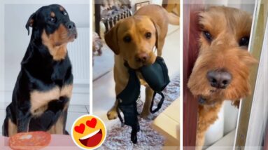 Cutest Puppies Doing Funny Things ~ Funniest Dogs!  [2021]