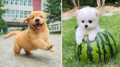 Baby Dogs 🔴 Cute and Funny Dog Videos Compilation #1 | 30 Minutes of Funny Puppy Videos 2021