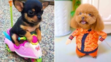 Baby Dogs 🔴 Cute and Funny Dog Videos Compilation #3 | 30 Minutes of Funny Puppy Videos 2021