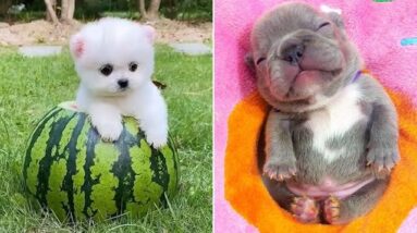 Baby Dogs 🔴 Cute and Funny Dog Videos Compilation #4 | 30 Minutes of Funny Puppy Videos 2021