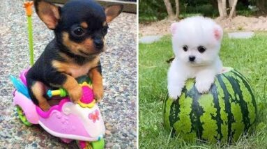 Baby Dogs 🔴 Cute and Funny Dog Videos Compilation #5 | 30 Minutes of Funny Puppy Videos 2021