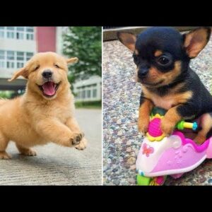 Baby Dogs ðŸ”´ Cute and Funny Dog Videos Compilation #6 | 30 Minutes of Funny Puppy Videos 2021