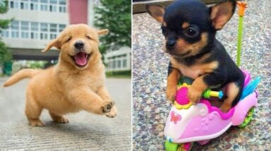Baby Dogs 🔴 Cute and Funny Dog Videos Compilation #6 | 30 Minutes of Funny Puppy Videos 2021