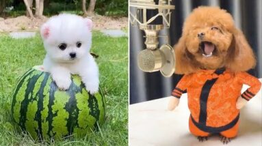 Baby Dogs 🔴 Cute and Funny Dog Videos Compilation #8 | 30 Minutes of Funny Puppy Videos 2021
