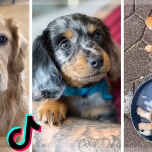 I Found Some Cute & Funny Dogs on TikTok Just For You 🐶🥰