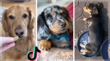 I Found Some Cute & Funny Dogs on TikTok Just For You 🐶🥰