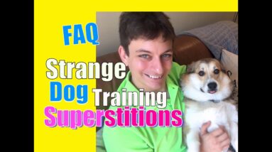 Do You Believe These 2 Common Dog Training Superstitions? FAQ