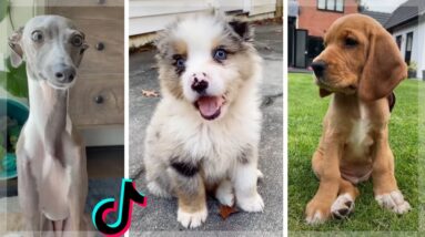 Dog Memes That Make You Want A Dog Immediately 🥰