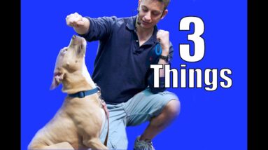 Dog Training: Are You Doing These 3 Things?