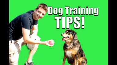 Dog Training Tips for a More Obedient Dog!