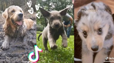 Doggos Doing Funny Things ~ Cutest Puppies TIKTOK Compilation