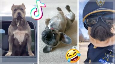 Doggos Doing Funny Things ~ Try Not To Laugh 🤣