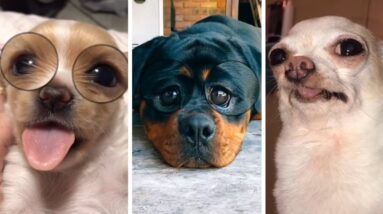 DOGS are so FUNNY! 🥰🐶