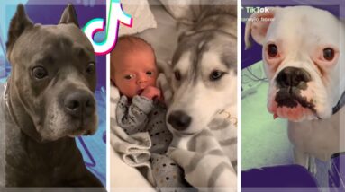 Dogs... being DOGS!  Goodest Doggos of TikTok ~ Cutest Puppies TIK TOK