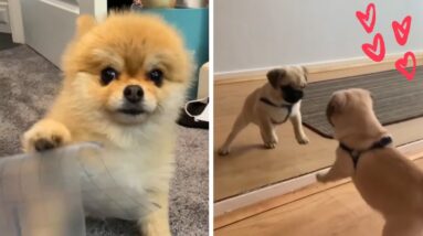 Dogs Doing Funny Things Compilation ~ Try Not To Say AWWW!  (Cutest Puppies)