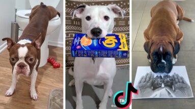 Dogs Doing Funny Things Tik Tok ~ Cute Puppies TIKTOK