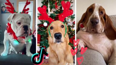 Dogs Doing Funny Things Tik Tok ~ Cute Puppies TIKTOK Compilation ~ Fluppy