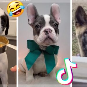Dogs being... DOGS! 🤣 Most Adorable Puppies & Funny Doggos (2021) 🥰