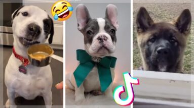 Dogs being... DOGS! 🤣 Most Adorable Puppies & Funny Doggos (2021) 🥰