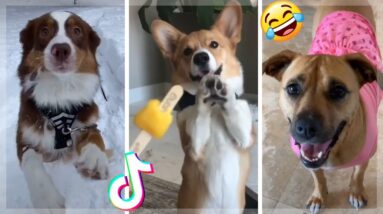 Dogs of TikTok ~ Cute & Funny Puppies TIK TOK