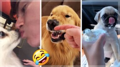 Dogs of TikTok ~ Cute & Funny Puppy Compilation! 🐶