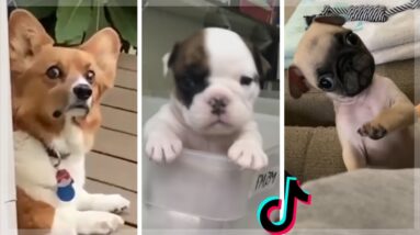 Dogs That Will Absolutely Brighten Up Your Day 🥰