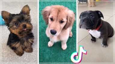 Don't watch this if you hate CUTE PUPPIES & FUNNY DOGS!