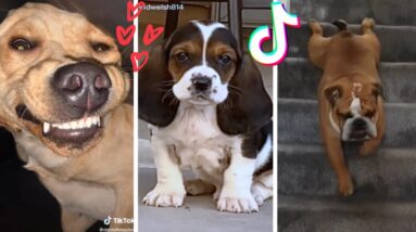These Might Be The Cutest Doggos on TikTok 🥰🐶 Try Not to Say Awww!
