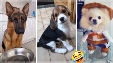 Here Are Some Hilarious Dogs, Just To Make Your Day Better 🐕🥰
