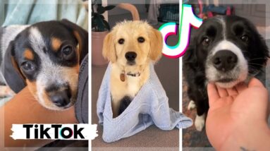 🤣 Funniest Dogs 🐶 Cutest Puppies 🐕 Awesome Doggos Compilation Video 😇