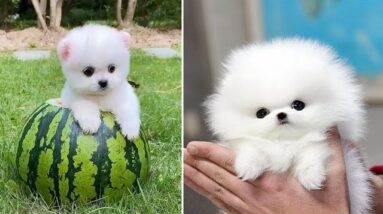 Mini Pomeranian 🔴 Funny and Cute Pomeranian Videos #2 | Funny Puppy Videos 2020