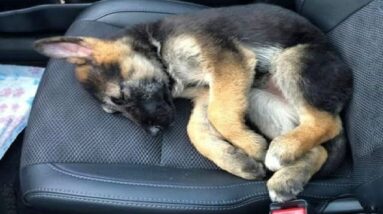 Funniest & Cutest German Shepherd Videos #2 - Puppy Videos 2020