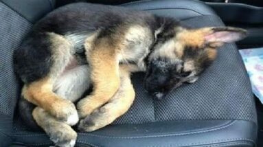 Funniest & Cutest German Shepherd Videos - Puppy Videos 2020