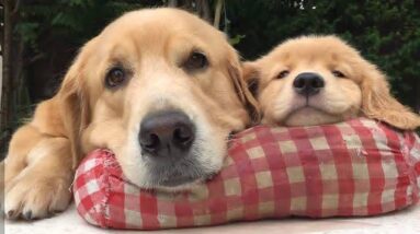 Funniest & Cutest Golden Retriever Puppies #1- Funny Puppy Videos 2020