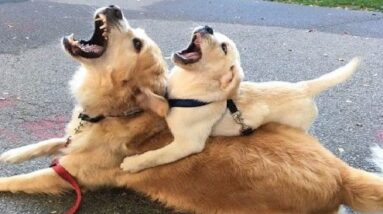 Funniest & Cutest Golden Retriever Puppies #1 - Funny Puppy Videos 2021