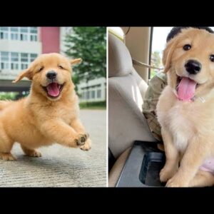 Funniest & Cutest Golden Retriever Puppies #14- Funny Puppy Videos 2020