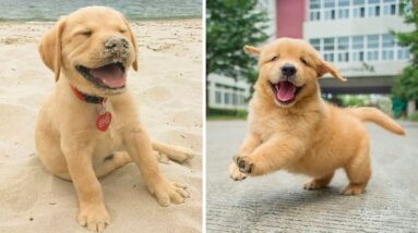 Funniest & Cutest Golden Retriever Puppies #15- Funny Puppy Videos 2020