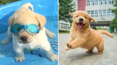 Funniest & Cutest Golden Retriever Puppies #16- Funny Puppy Videos 2020