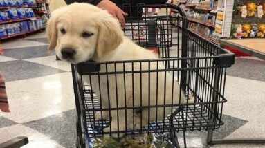 Funniest & Cutest Golden Retriever Puppies #17- Funny Puppy Videos 2020