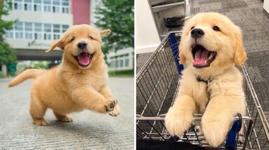 Funniest & Cutest Golden Retriever Puppies #18- Funny Puppy Videos 2020