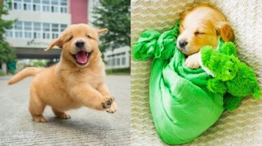 Funniest & Cutest Golden Retriever Puppies #19- Funny Puppy Videos 2020