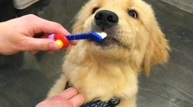 Funniest & Cutest Golden Retriever Puppies #2- Funny Puppy Videos 2020