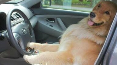 Funniest & Cutest Golden Retriever Puppies #2 - Funny Puppy Videos 2021