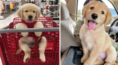Funniest & Cutest Golden Retriever Puppies #20- Funny Puppy Videos 2020