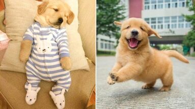 Funniest & Cutest Golden Retriever Puppies #21- Funny Puppy Videos 2020