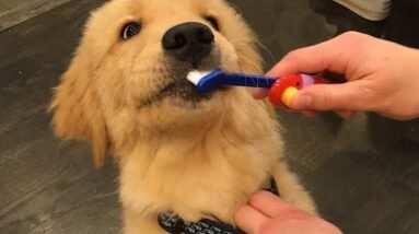 Funniest & Cutest Golden Retriever Puppies #22 - Funny Puppy Videos 2019
