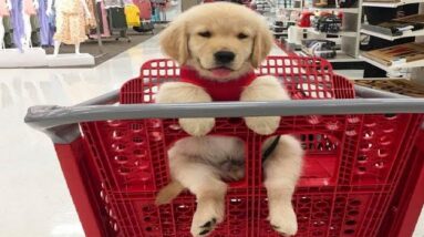 Funniest & Cutest Golden Retriever Puppies #22- Funny Puppy Videos 2020
