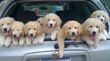 Funniest & Cutest Golden Retriever Puppies #23- Funny Puppy Videos 2020