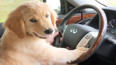 Funniest & Cutest Golden Retriever Puppies #24 - Funny Puppy Videos 2019